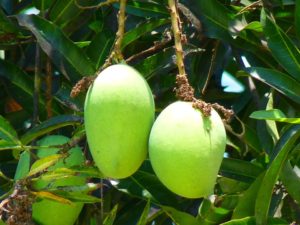 mango-51995_960_720