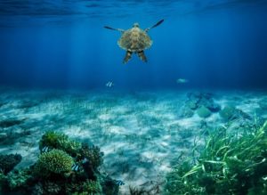 sea-turtle-8890529_960_720